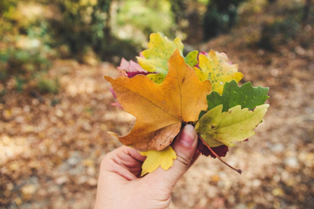 bunch of wilted leaves with different colors