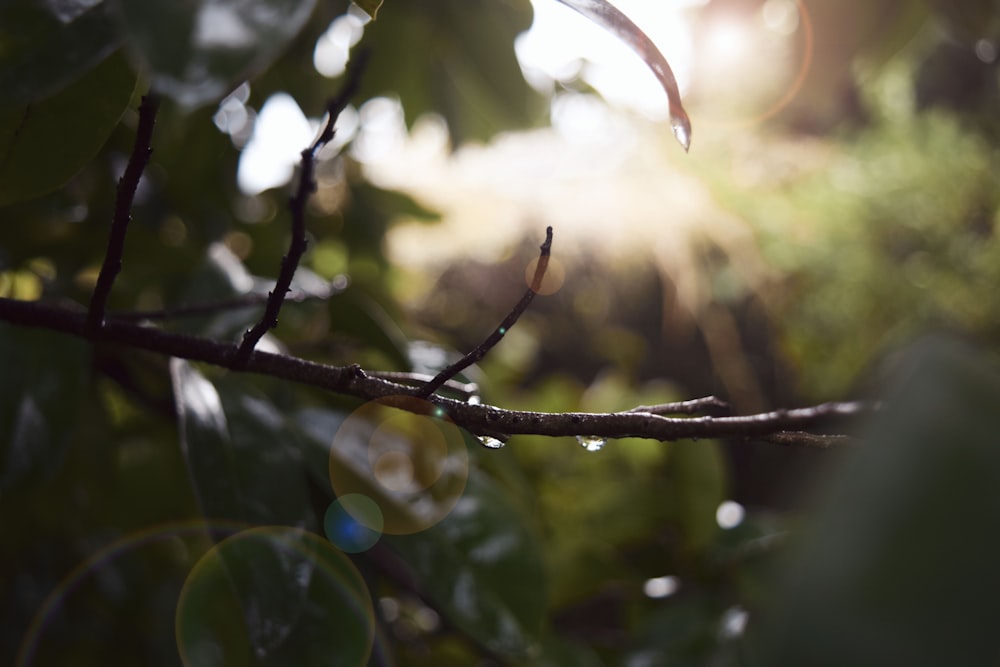 selective focus photo of branch of tree