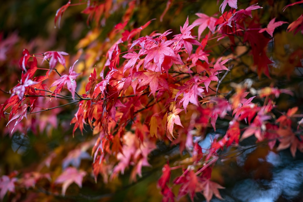 red leaves