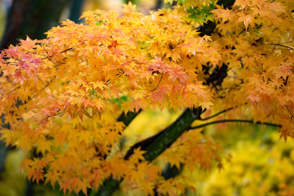 yellow leaf tree