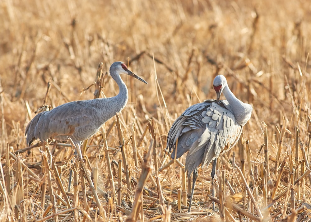 two gray crane birds