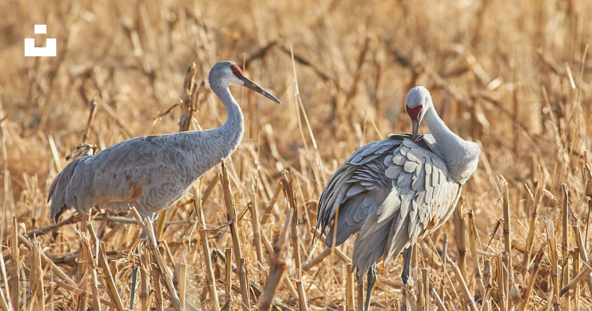 Massive New Bird Flu Outbreak Could Be 2022’s Deadly Pandemic