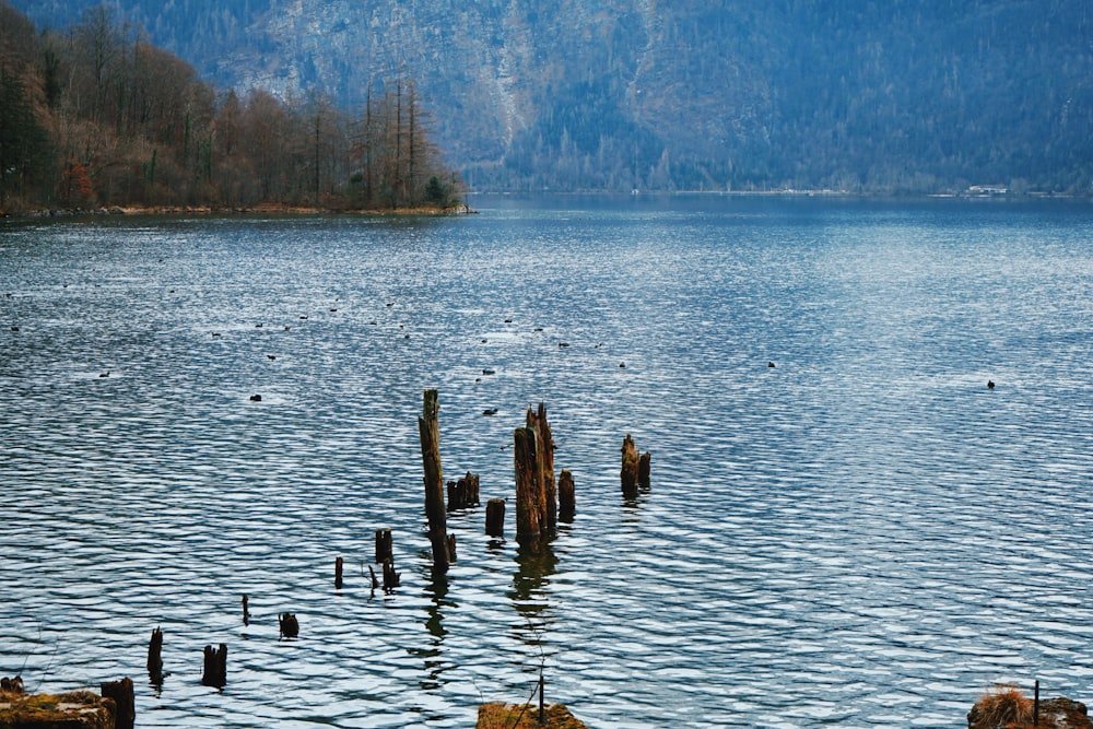 Poteaux en bois brun sur le plan d’eau pendant la journée