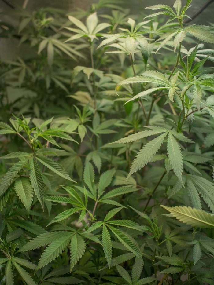 Cannabis cultivation facility