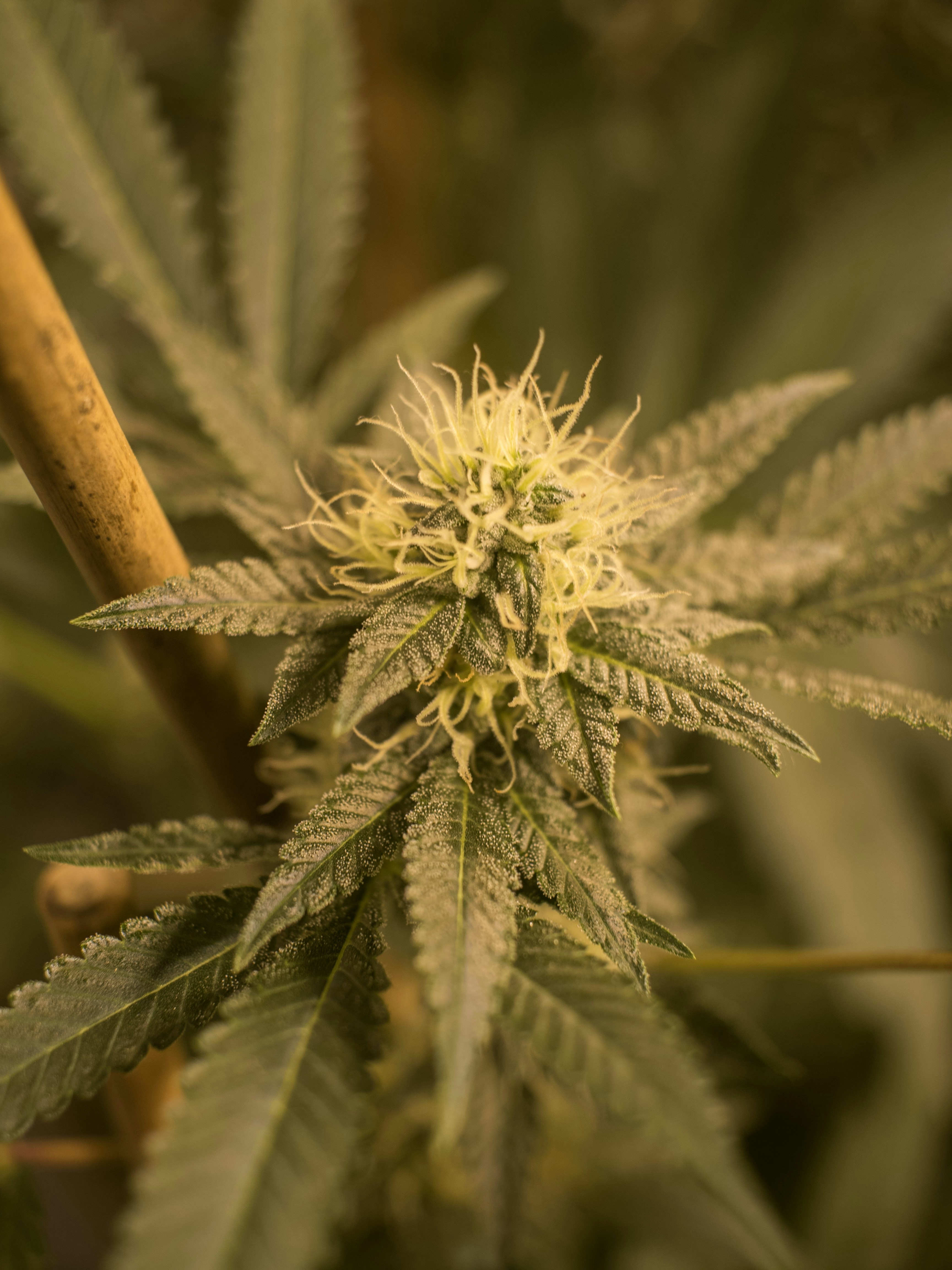 Photo by giobartlett