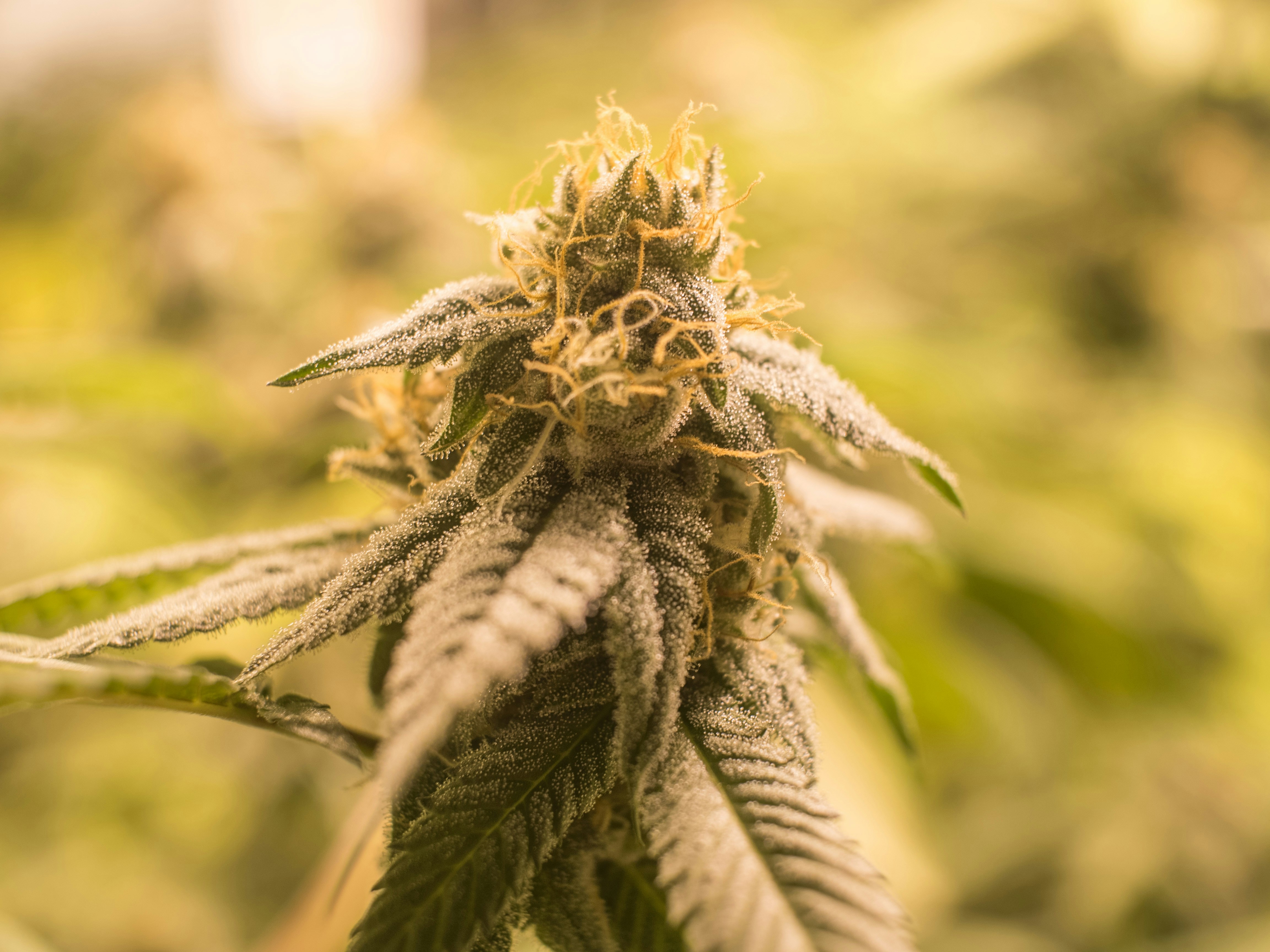 Photo by giobartlett