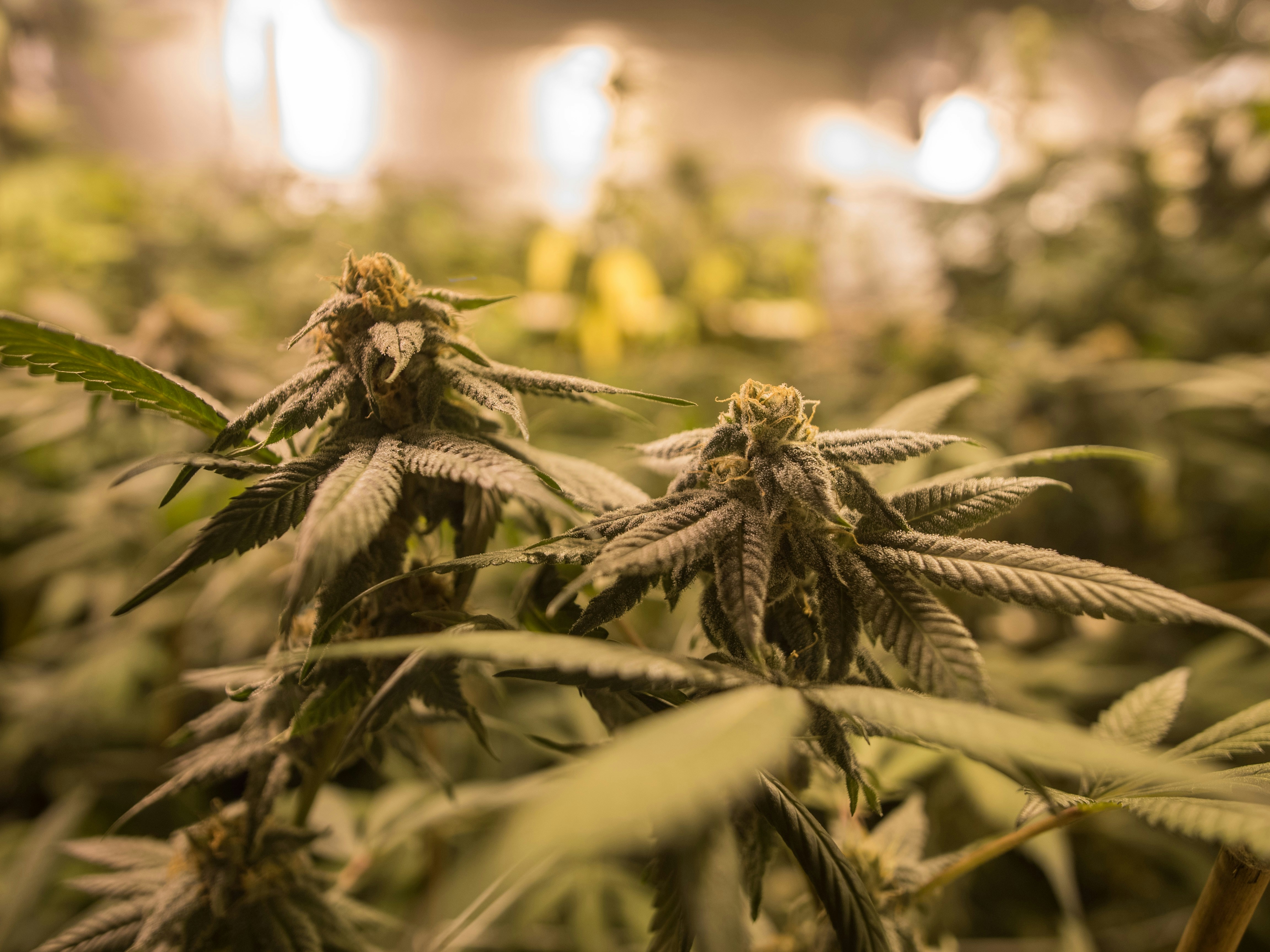 Photo by giobartlett