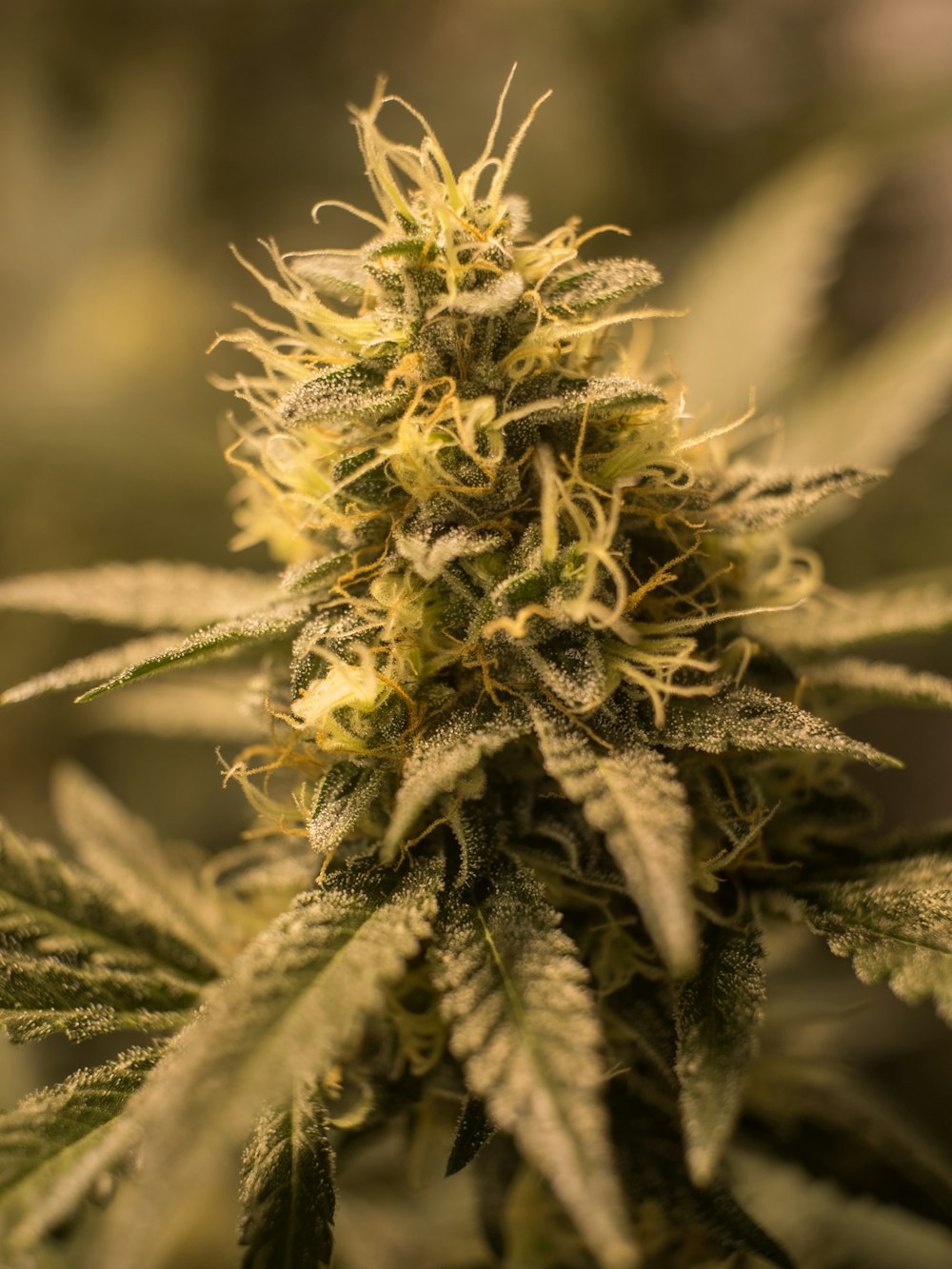 a close up of a marijuana plant with a blurry background