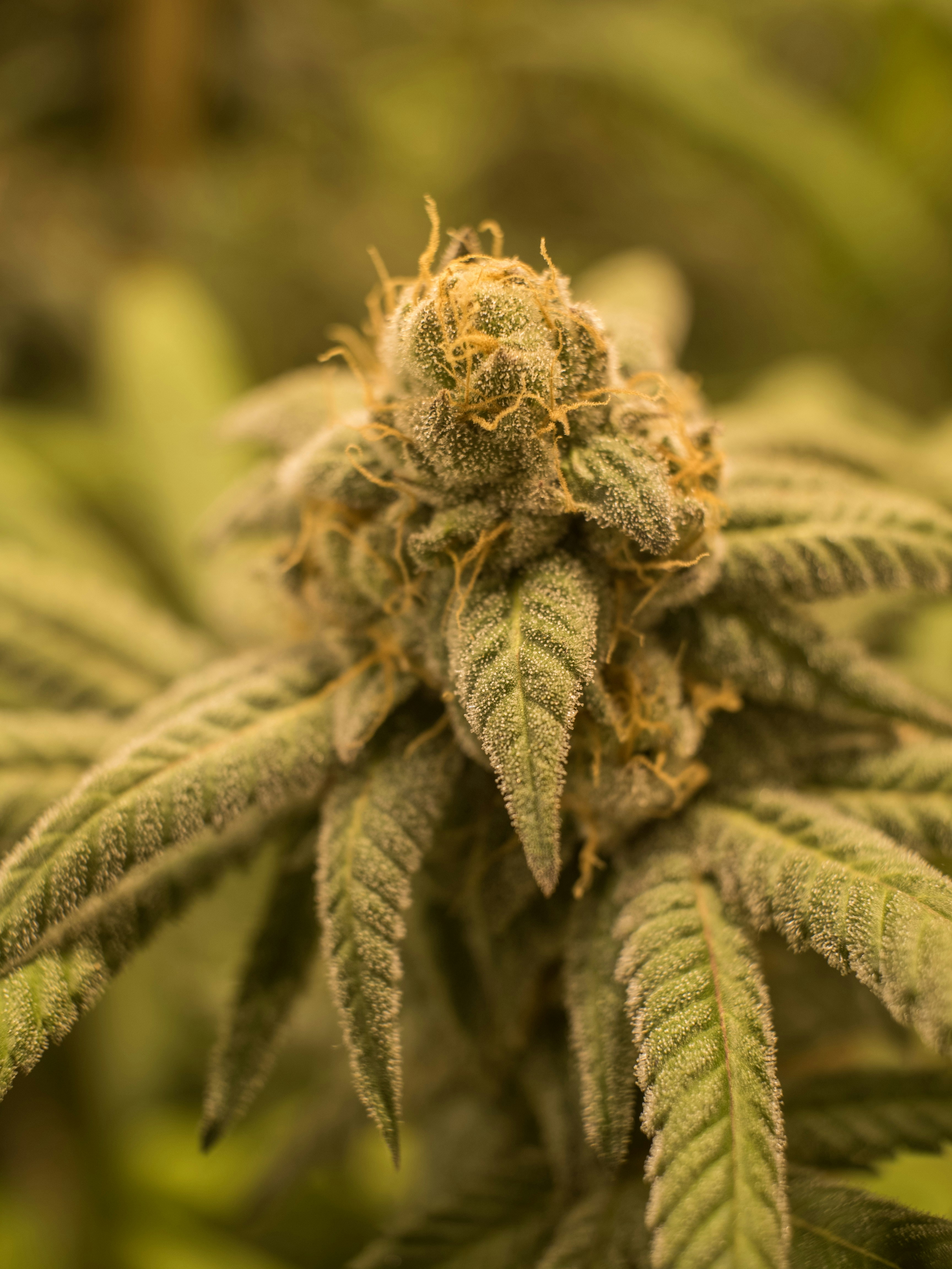 Photo by giobartlett