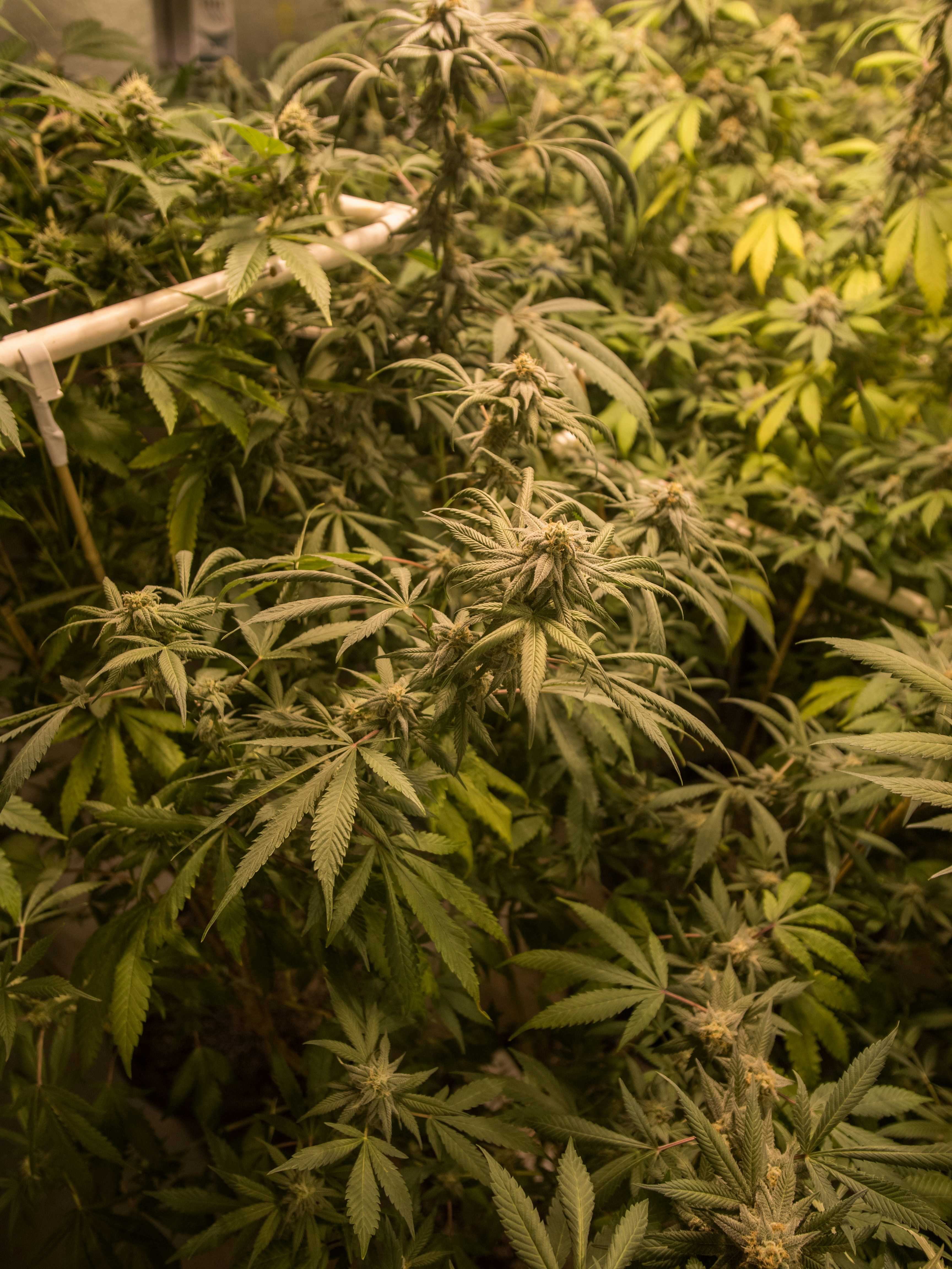 Photo by giobartlett