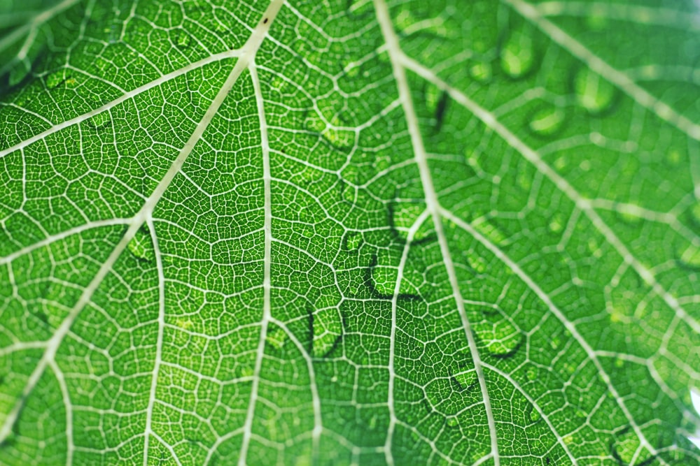 Grünes Blatt