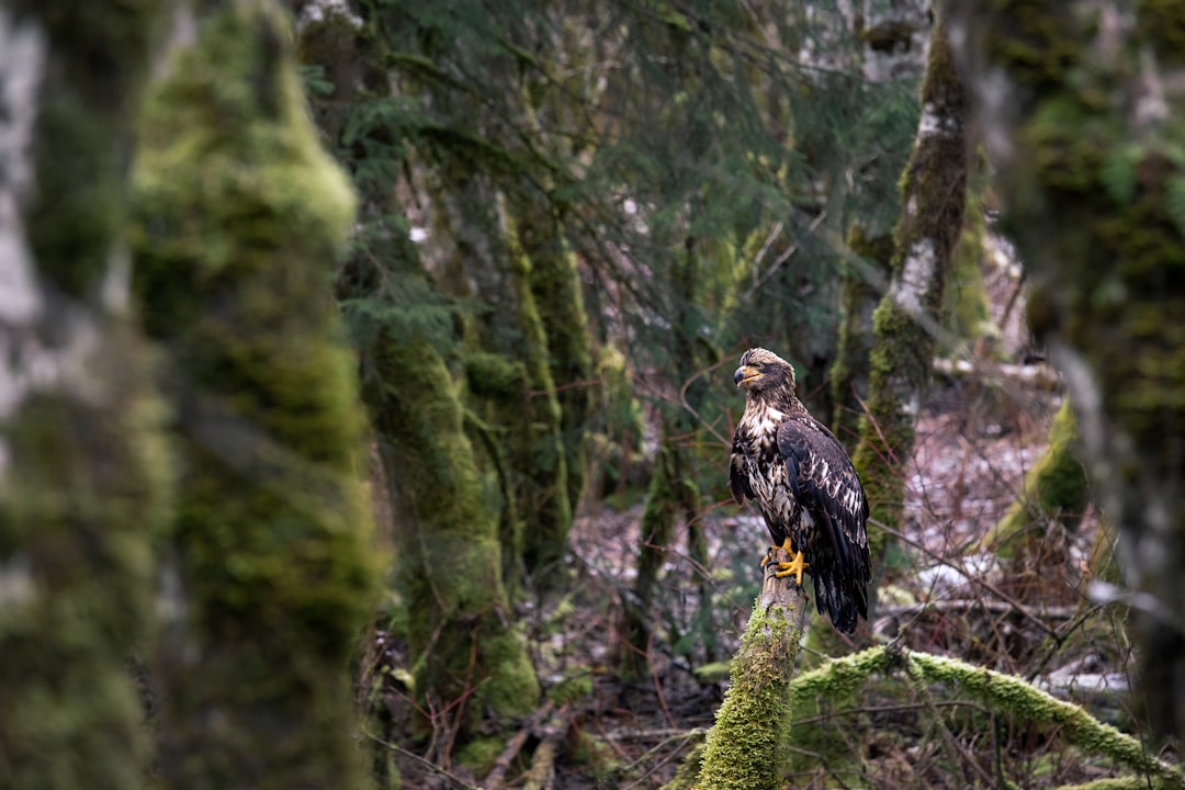 travelers stories about Old-growth forest in Squamish River, Canada