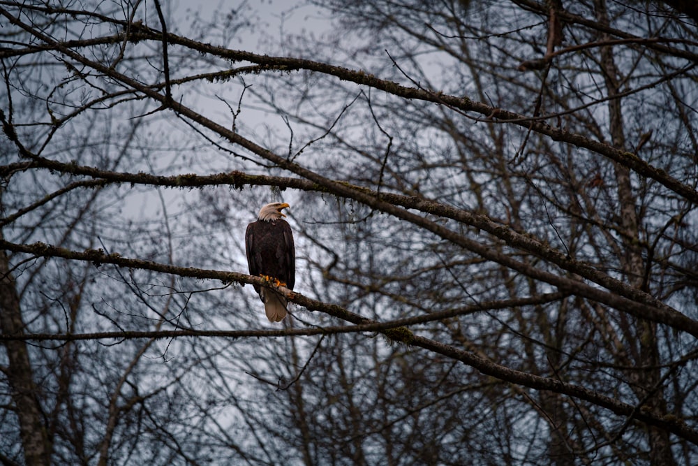 eagle perch on branch of tree