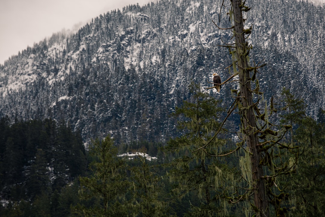 Forest photo spot Squamish River Cheakamus Lake