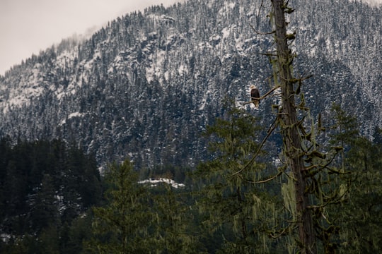 landscape photography of green trees in Squamish River Canada