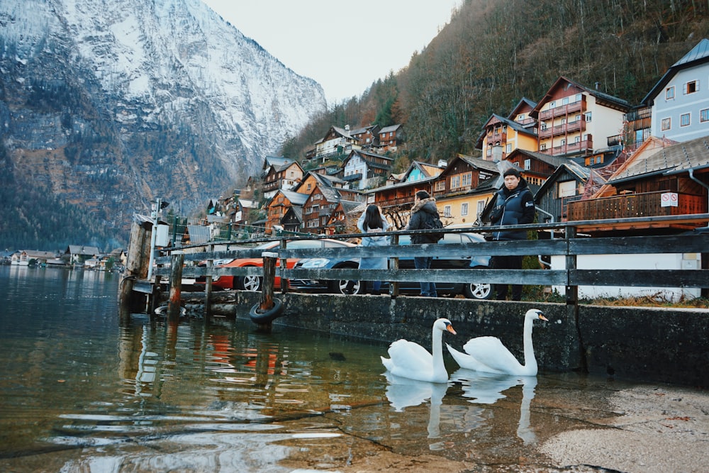 two white swans on body of water during daytime