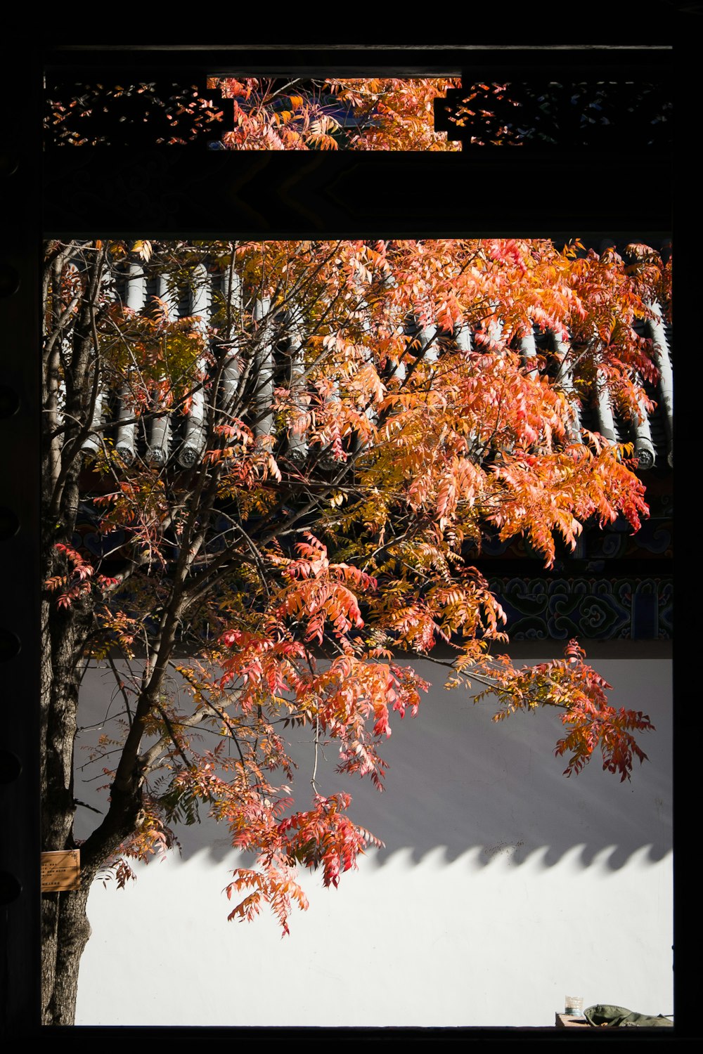 low-light photo of window through the tree