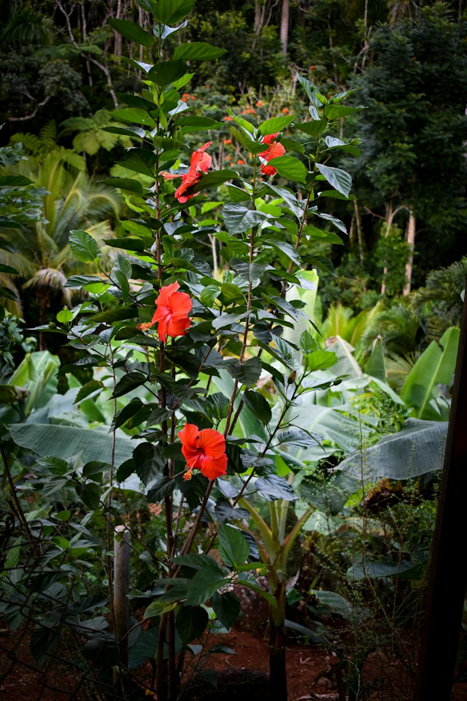 Hibiscus Flower Pot