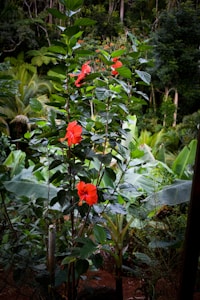 Hibiscus Flower Pot