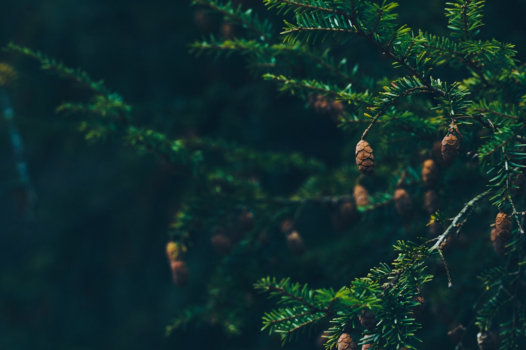 green pine trees with pine cones