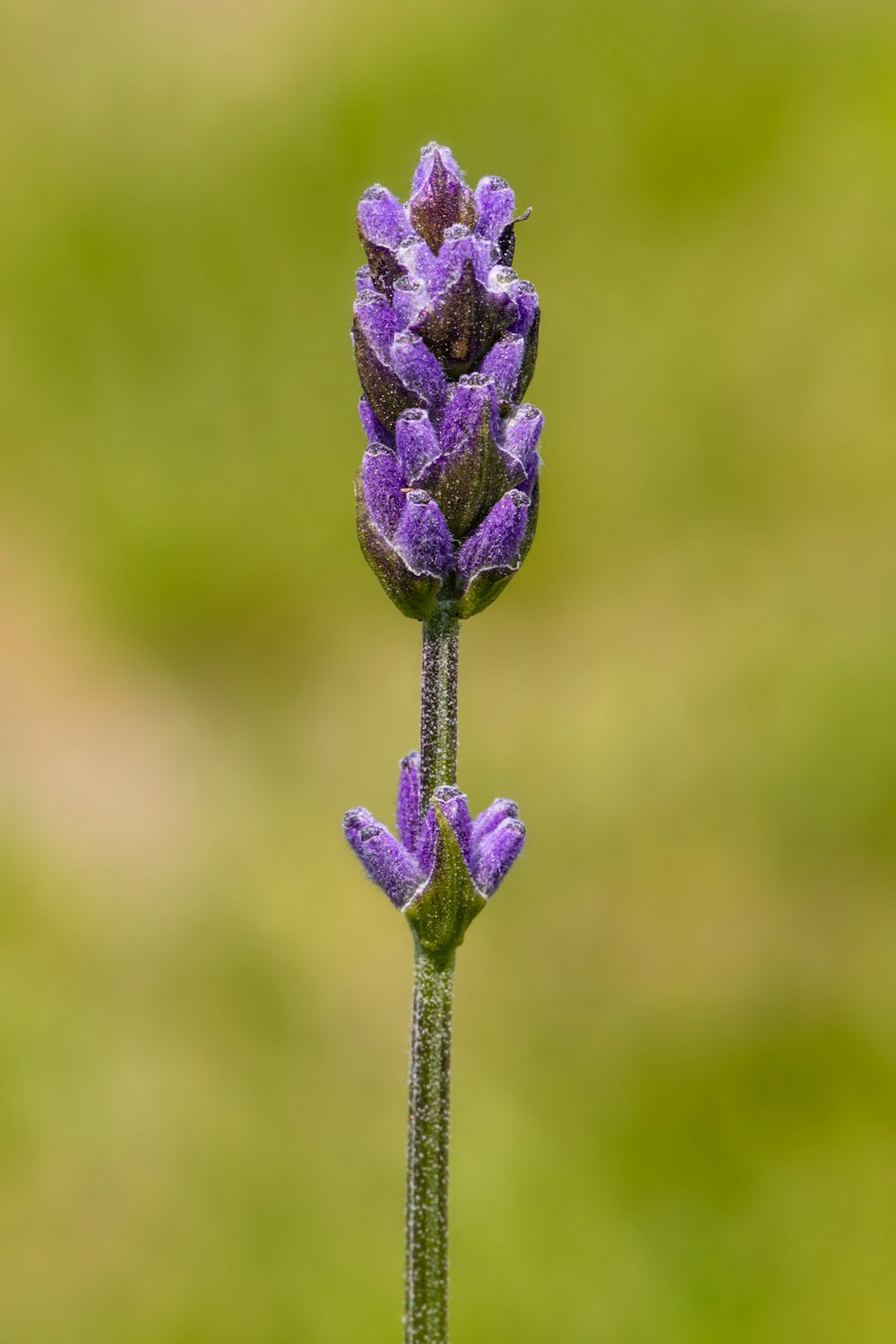 shallow focus photo of purple flowers