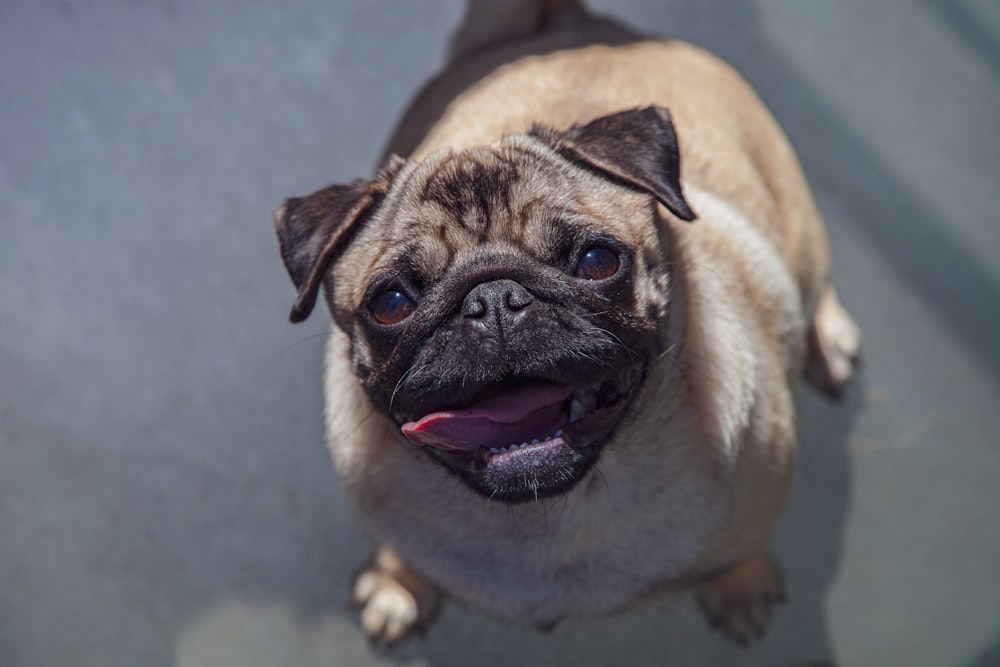 shallow focus photo of fawn pug