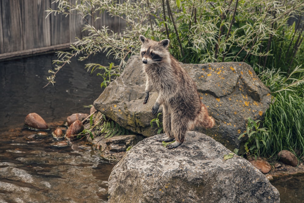 gray raccoon standing on gray rock