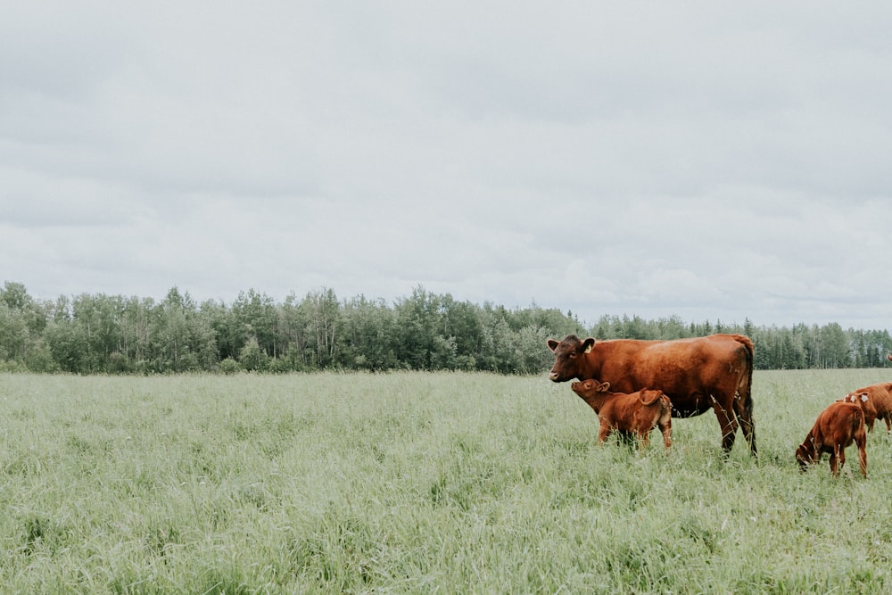 brown cattle on green field surrounded with green trees under white and blue sky