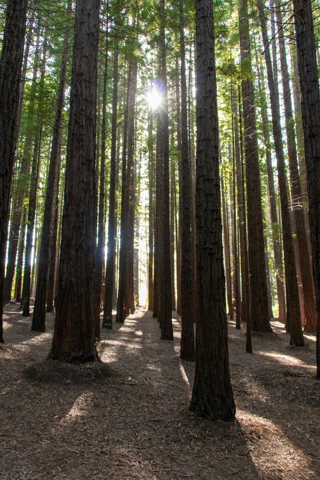 green-leafed trees