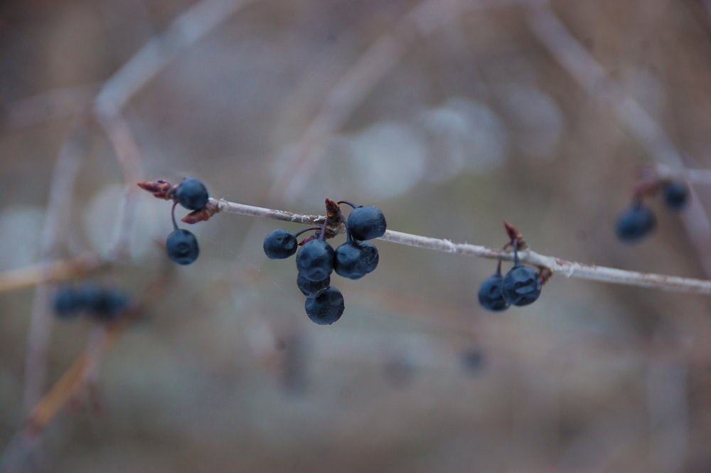 macro photography of blueberry fruits