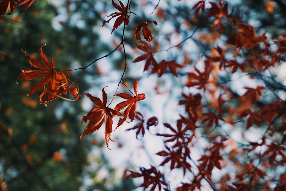 dried brown leaves