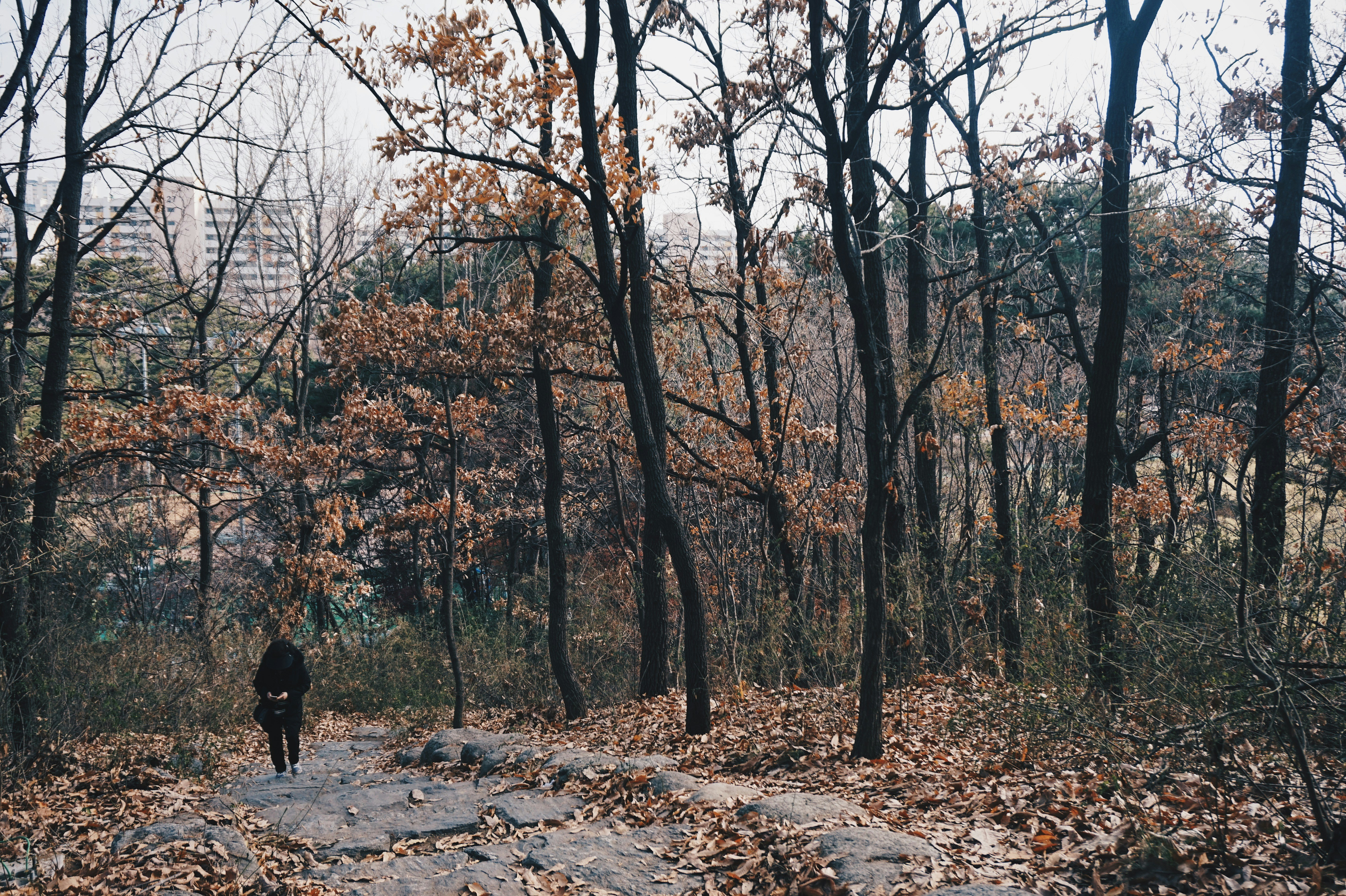person walking surrounded with brown trees viewing high-rise buildings during daytime, 