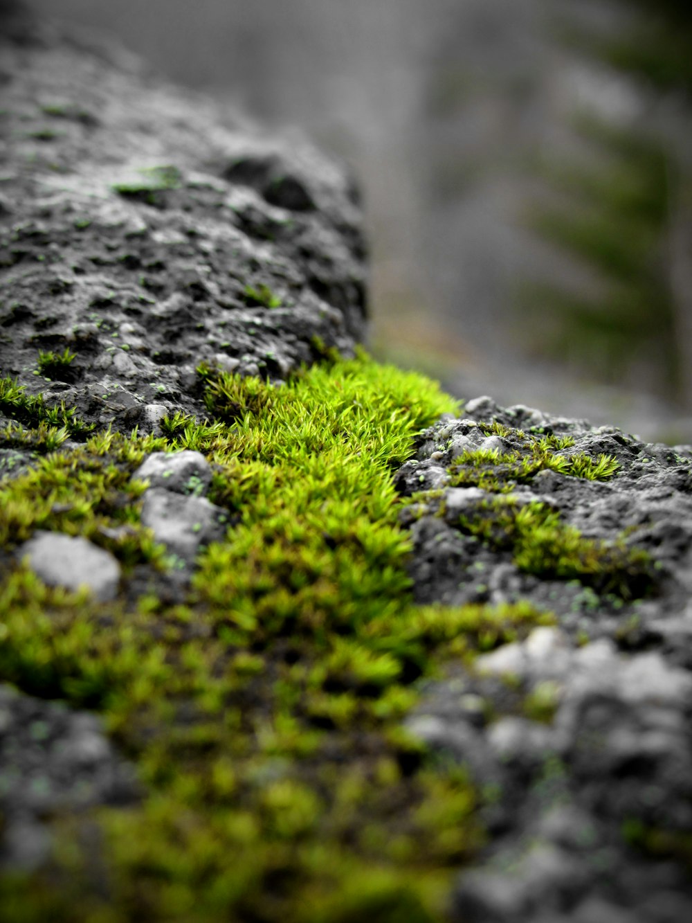 shallow focus photo of green grass