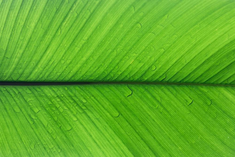 shallow focus photo of green leaf