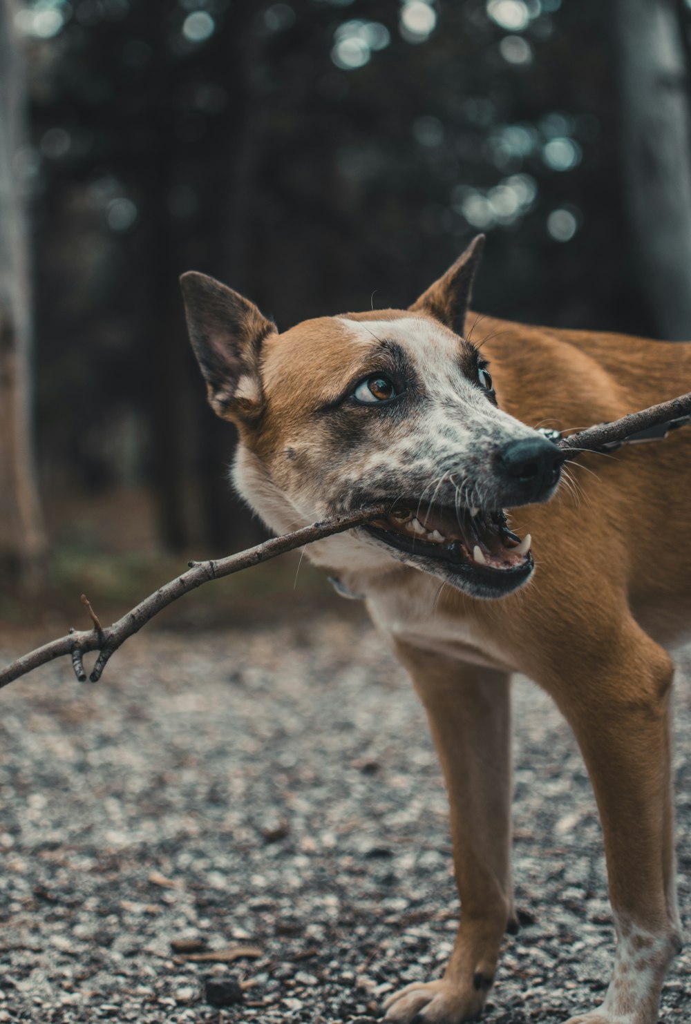 shallow focus photo of short-coated brown dog biting tree branch