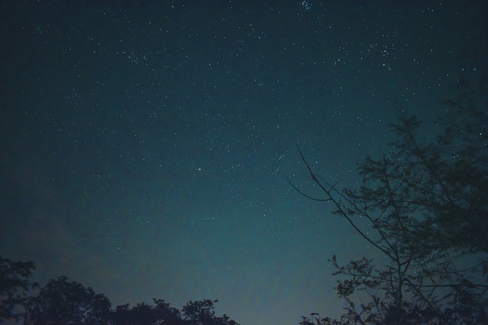 silhouette of trees under starry night