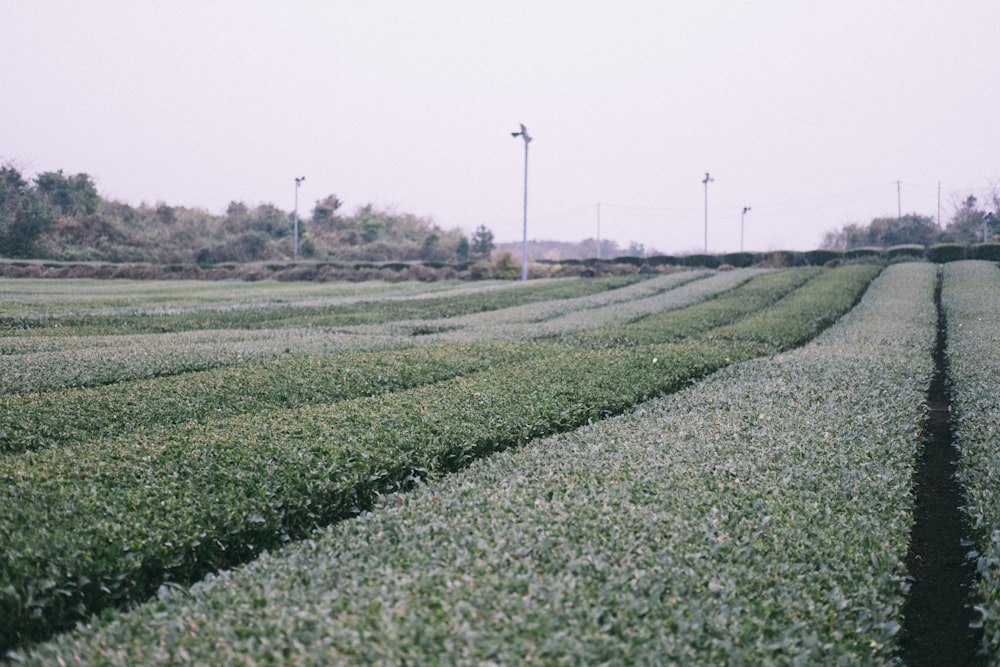 green field under white sky