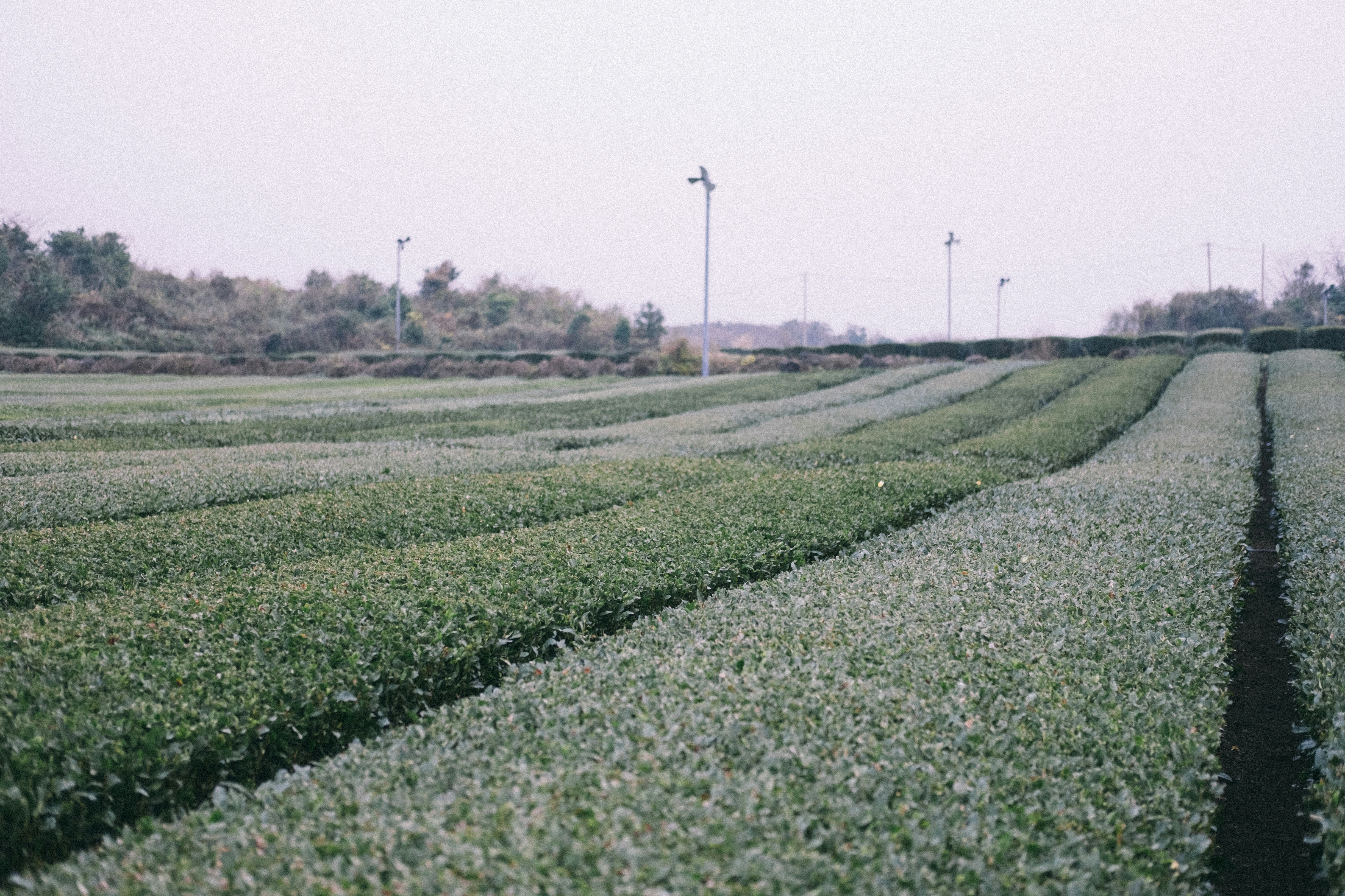 green field under white sky
