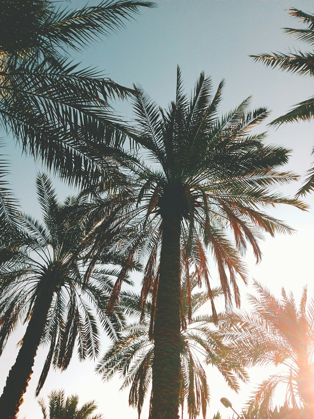 low angle photography of Mexican palm trees