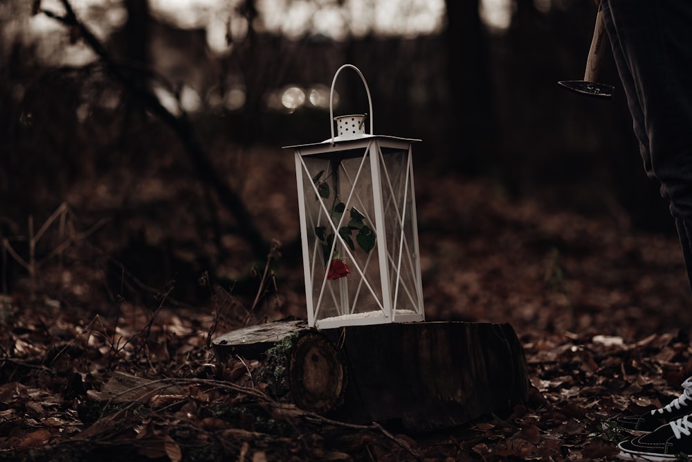 white lantern on tree stump