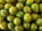 A collection of fresh green avocados arranged closely together on a dark textured surface. The avocados vary slightly in size and shade, with some displaying small brown spots or blemishes on their skin.