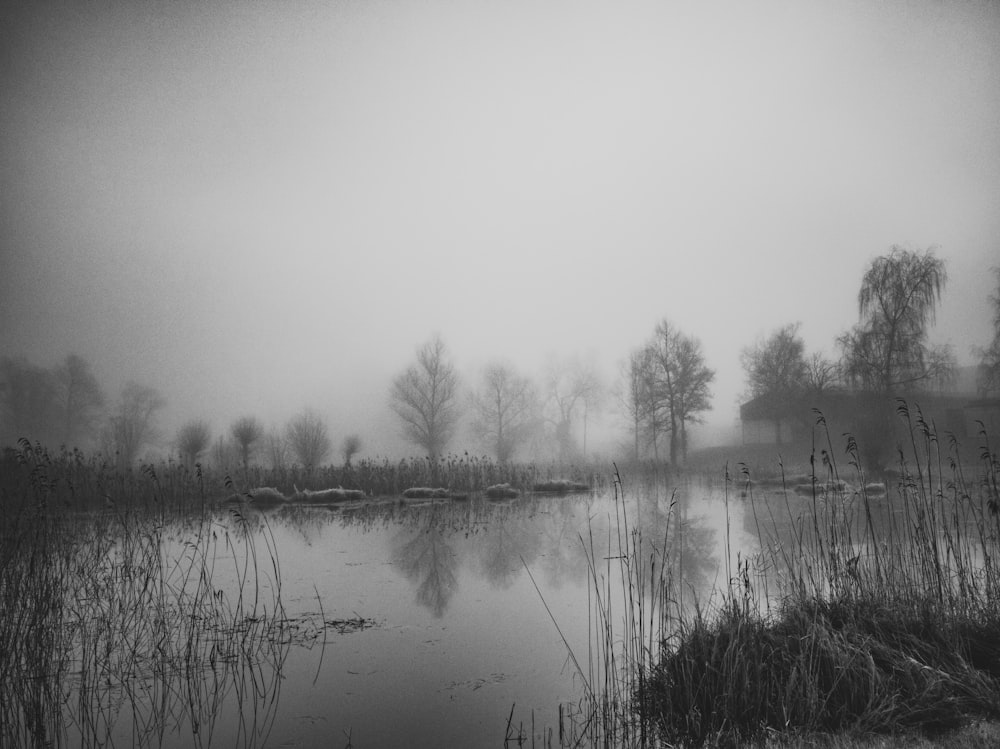 trees beside body of water