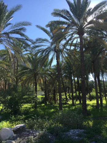 A lush palm tree plantation under the bright Riyadh sun.