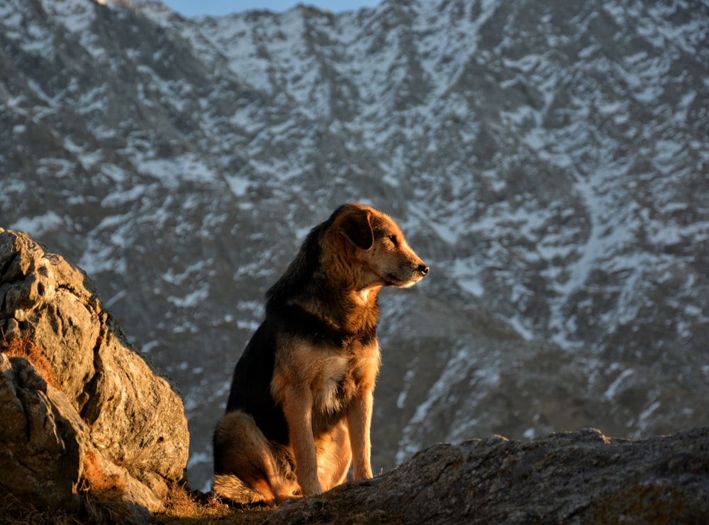 Foto mit flachem Fokus eines braunen Hundes mit langem Fell