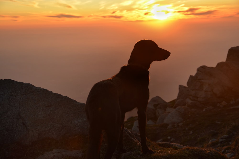 silhouette of dog on hill