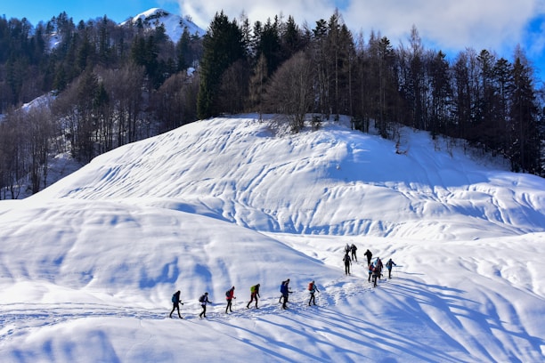 A group of people are trekking through a snowy landscape, casting long shadows on the white surface. The snow-covered hills in the foreground lead up to a forest of evergreen trees under a bright blue sky. The sunlight enhances the textures of the snow and adds depth to the shadows.
