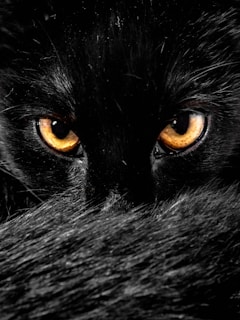 A close-up of fierce eyes glowing in the dark, capturing raw wildness.