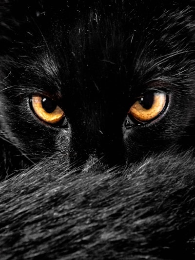 A close-up of fierce eyes glowing in the dark, capturing raw wildness.
