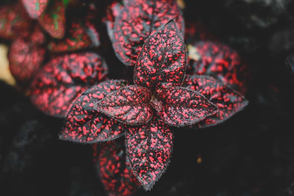 red and green leaf plants