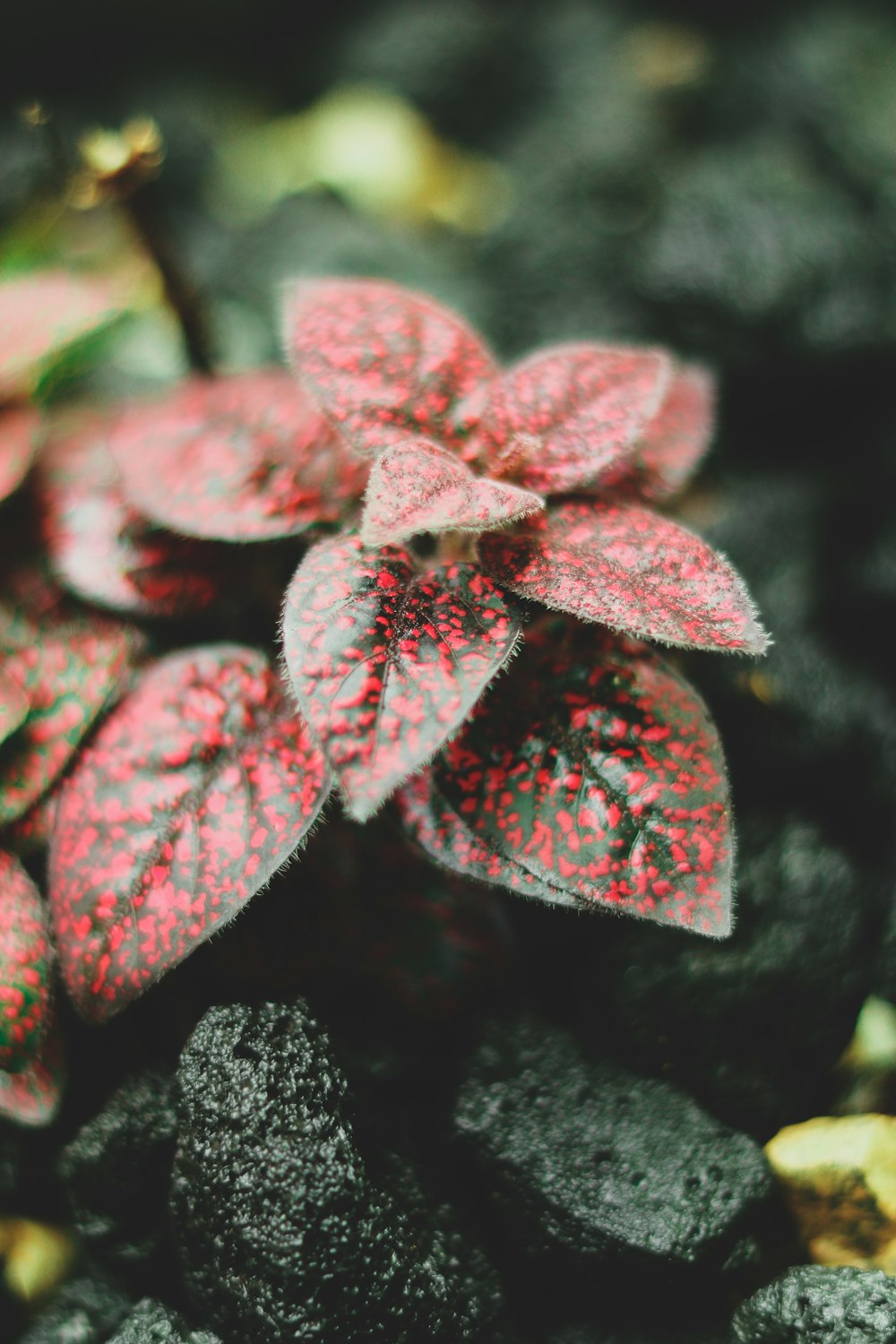 red and green leaf plants